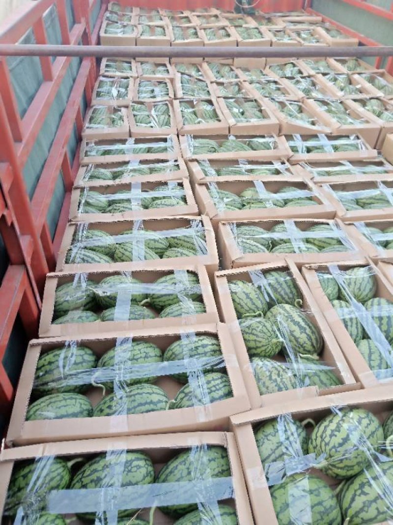 山东潍坊全美2K西瓜3斤打底9成熟头茬