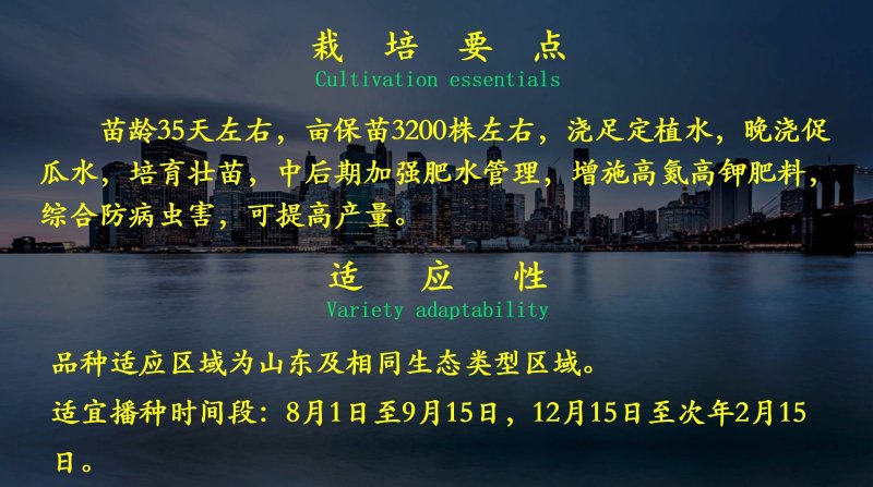 乾德1277密刺水果黄瓜种子