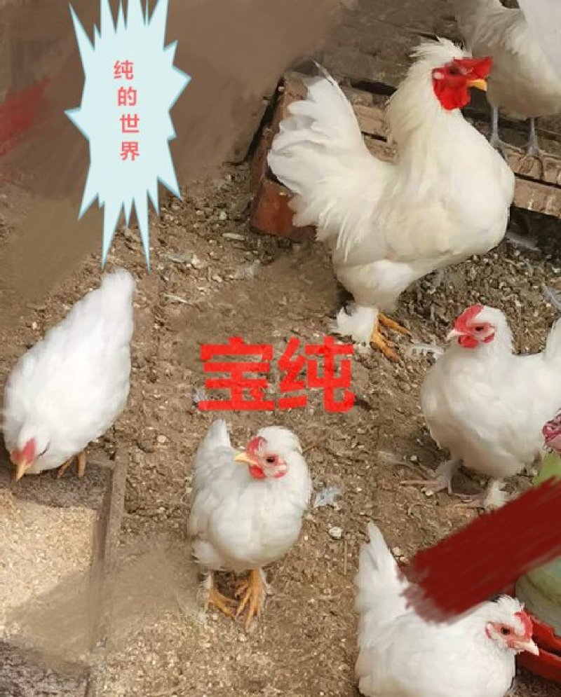 宫廷元宝鸡白桂鸡矮脚鸡观赏宠物种蛋15个包装包邮