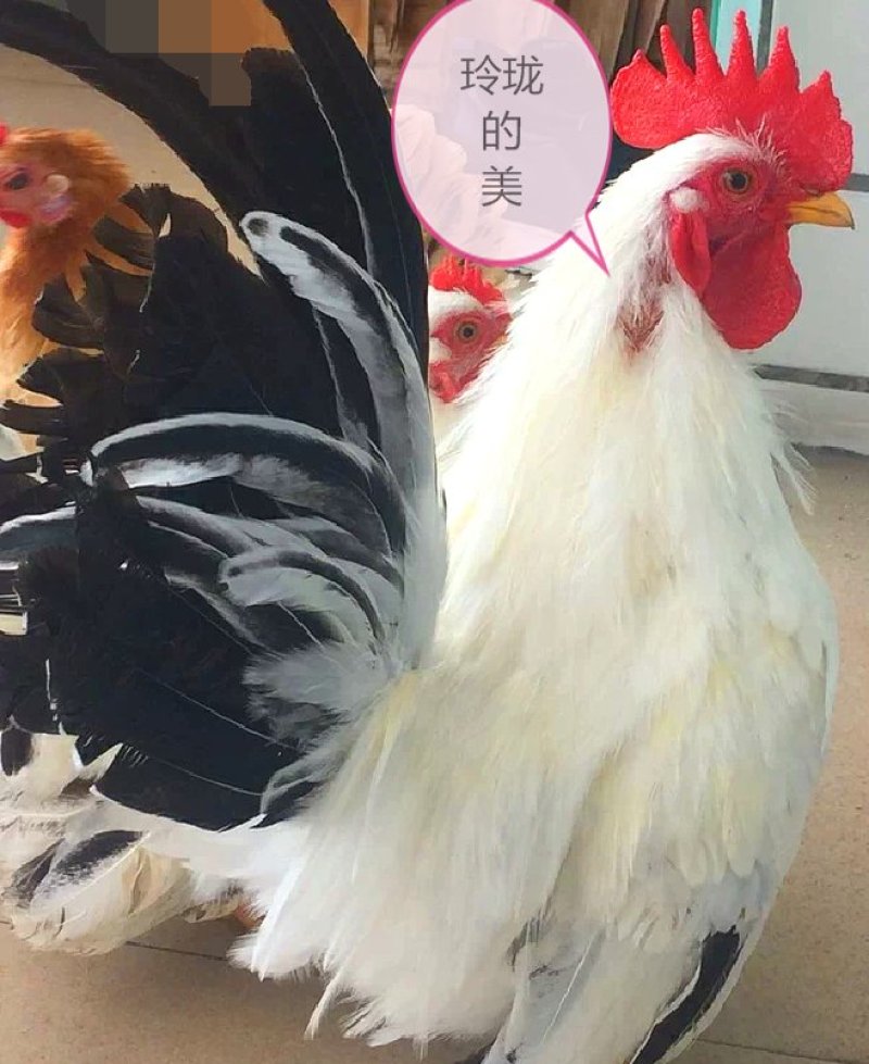 宫廷元宝鸡白桂鸡矮脚鸡观赏宠物种蛋15个包装包邮
