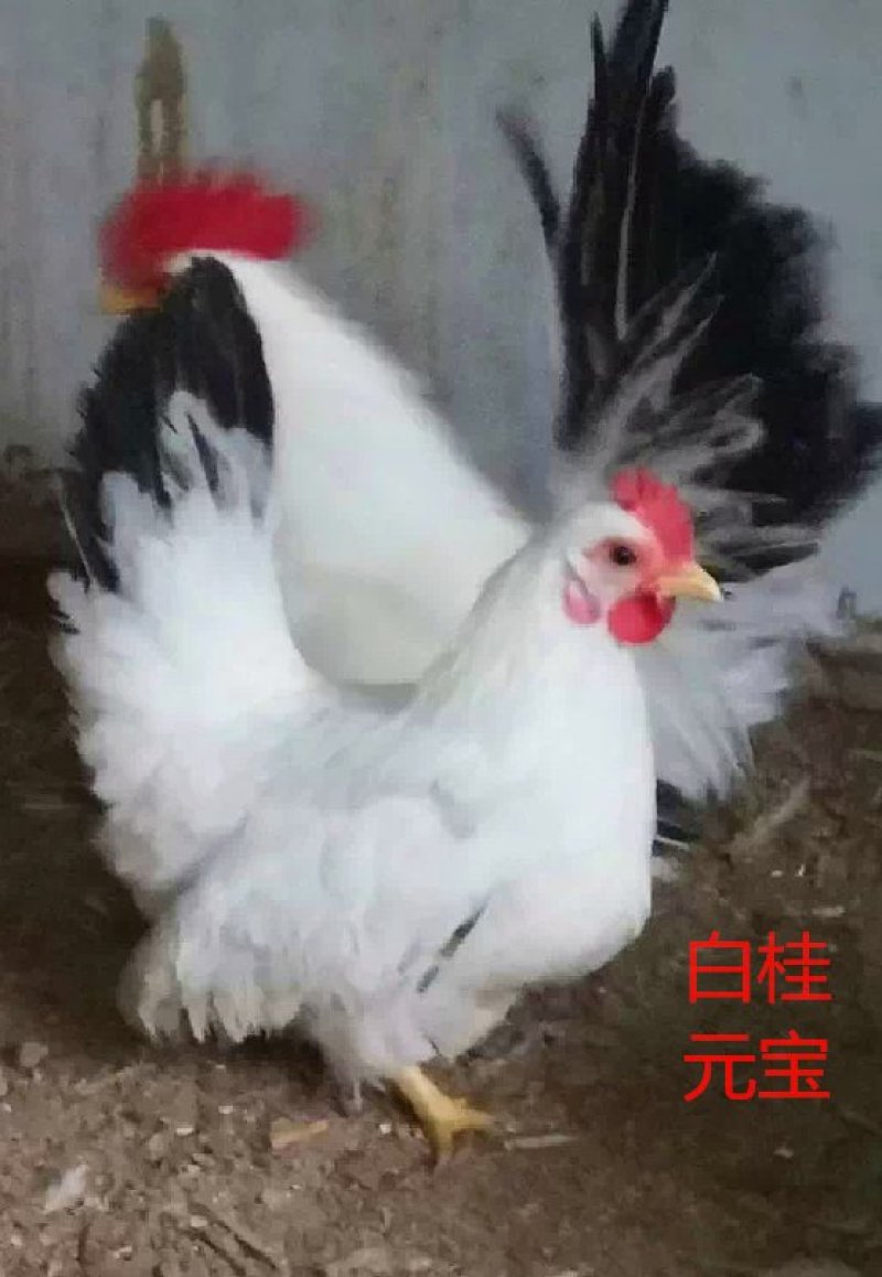 宫廷元宝鸡白桂鸡矮脚鸡观赏宠物种蛋15个包装包邮