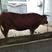 牛犊，西门塔尔牛牛犊，长势快，适应能力强，纯种肉牛
