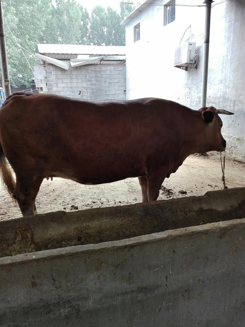 牛犊，西门塔尔牛牛犊，长势快，适应能力强，纯种肉牛