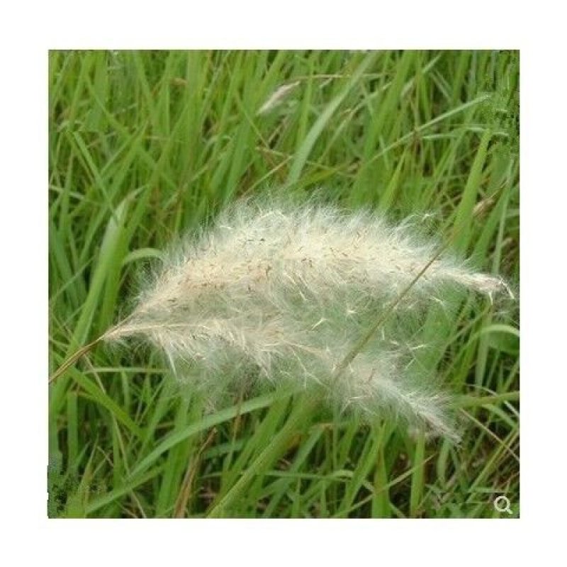 野生茅草种子白茅根草种子白茅草种子
