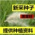 野生茅草种子白茅根草种子白茅草种子