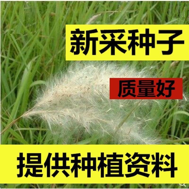野生茅草种子白茅根草种子白茅草种子