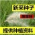 野生茅草种子白茅根草种子白茅草种子