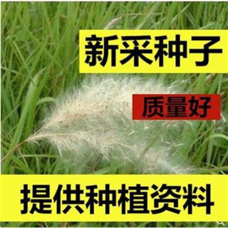 野生茅草种子白茅根草种子白茅草种子