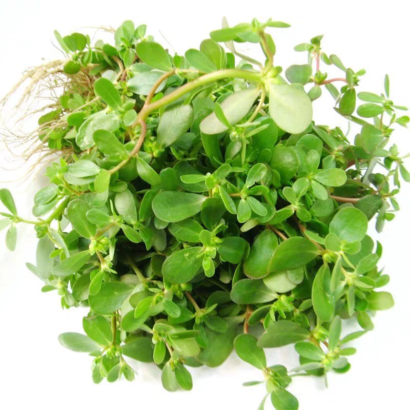 马齿苋野生马齿苋种子马齿芽苗菜蚂蚱菜室内四季易播种长命菜