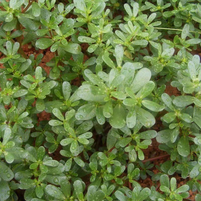 马齿苋野生马齿苋种子马齿芽苗菜蚂蚱菜室内四季易播种长命菜