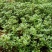 马齿苋野生马齿苋种子马齿芽苗菜蚂蚱菜室内四季易播种长命菜