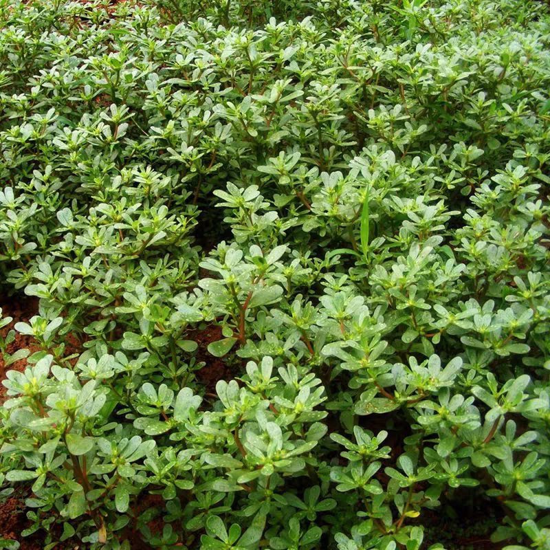 马齿苋野生马齿苋种子马齿芽苗菜蚂蚱菜室内四季易播种长命菜