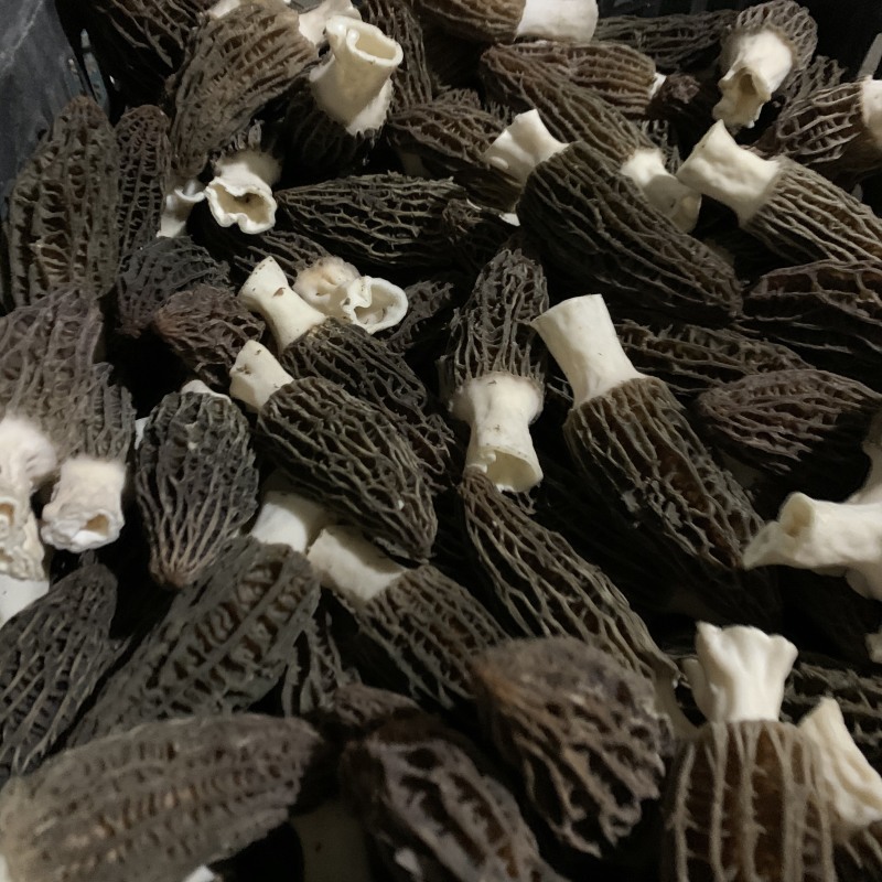 成都精品鲜羊肚菌，品质靓，个头均匀，有需要的老板请联系！
