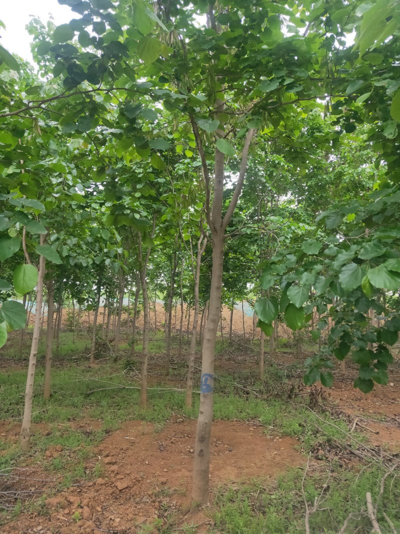 巨紫荆
