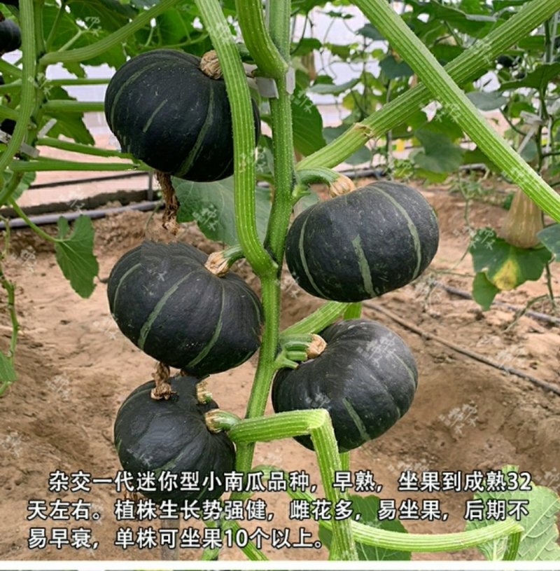迷你小绿贝贝南瓜种子香甜板栗味板栗蔬菜种子大全四季春秋种