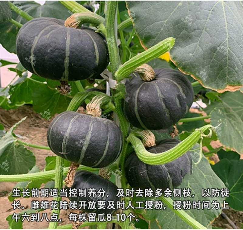 迷你小绿贝贝南瓜种子香甜板栗味板栗蔬菜种子大全四季春秋种