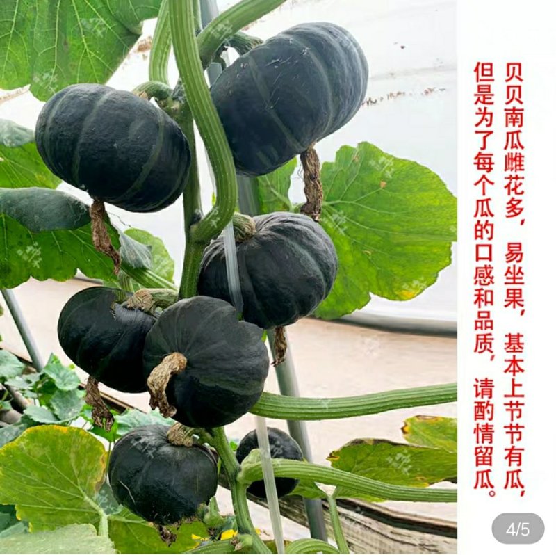 迷你小绿贝贝南瓜种子香甜板栗味板栗蔬菜种子大全四季春秋种