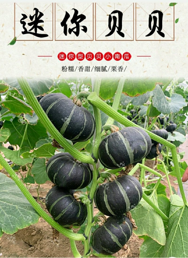 迷你小绿贝贝南瓜种子香甜板栗味板栗蔬菜种子大全四季春秋种