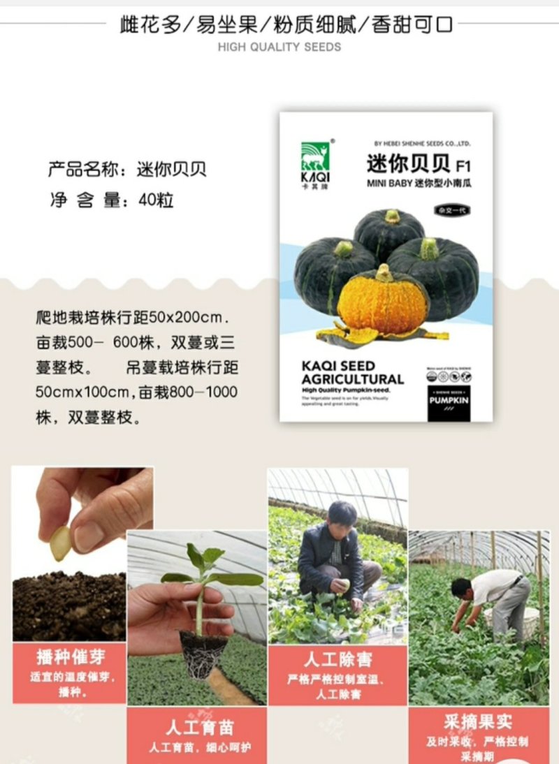 迷你小绿贝贝南瓜种子香甜板栗味板栗蔬菜种子大全四季春秋种