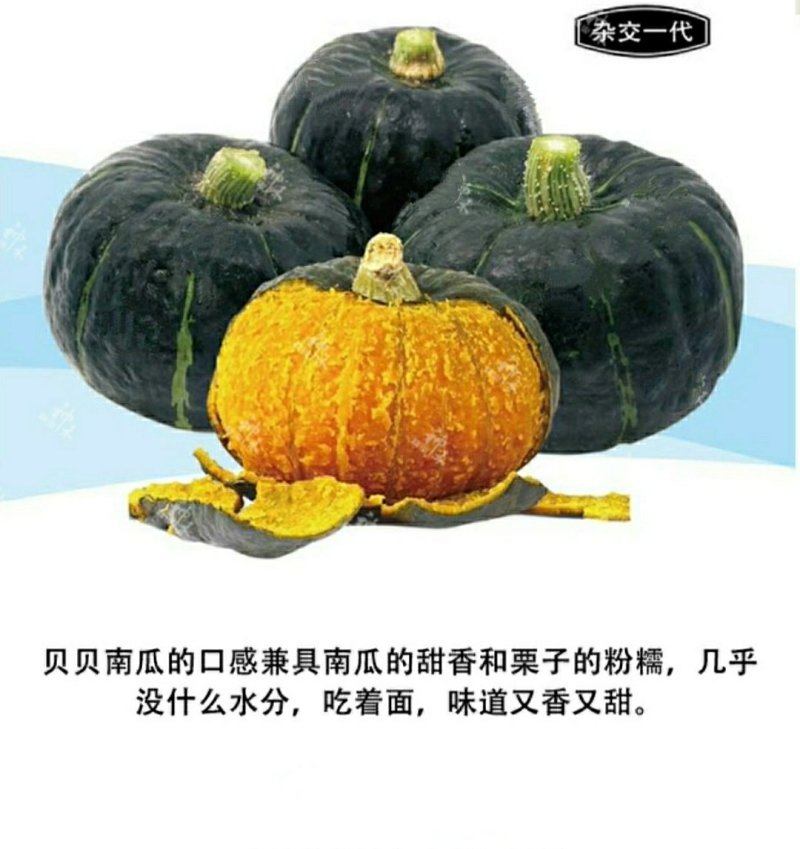 迷你小绿贝贝南瓜种子香甜板栗味板栗蔬菜种子大全四季春秋种