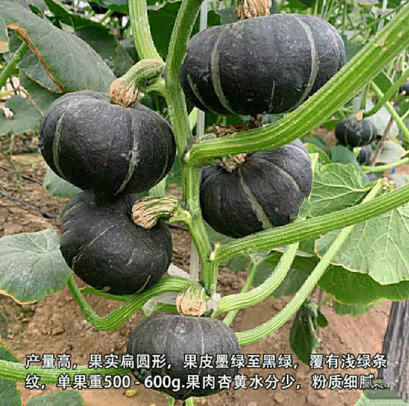 迷你小绿贝贝南瓜种子香甜板栗味板栗蔬菜种子大全四季春秋种