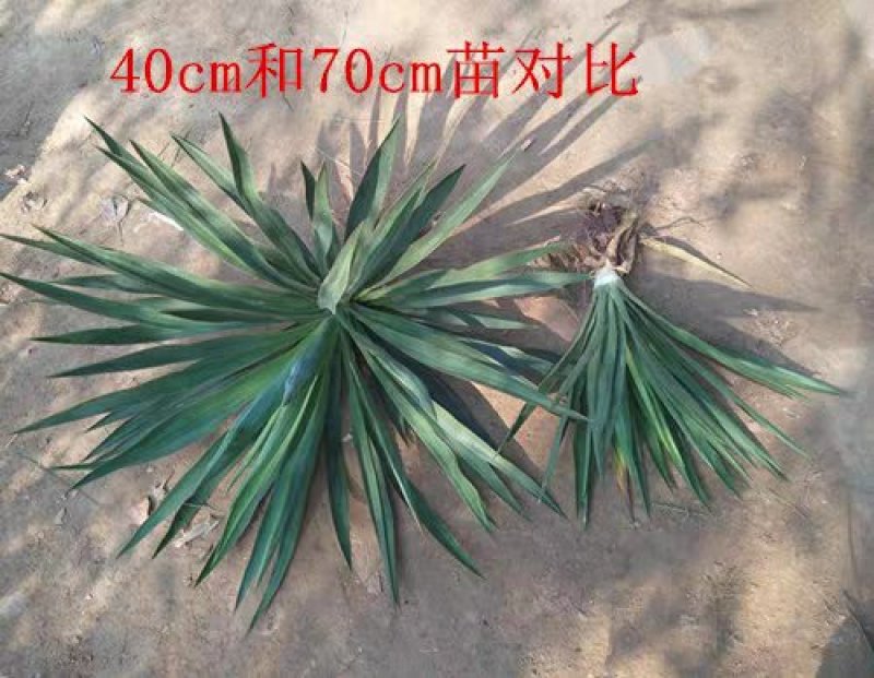 剑麻苗剑麻小苗又名丝兰凤尾兰庭院别墅植物绿化工程苗