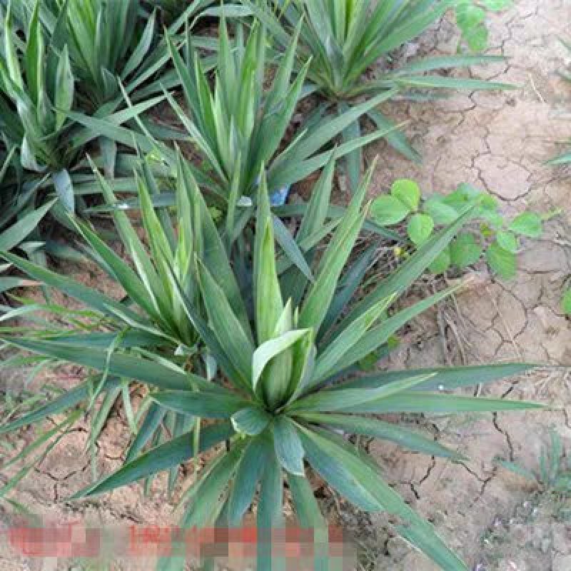 剑麻苗剑麻小苗又名丝兰凤尾兰庭院别墅植物绿化工程苗
