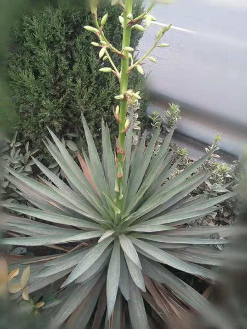 剑麻苗剑麻小苗又名丝兰凤尾兰庭院别墅植物绿化工程苗
