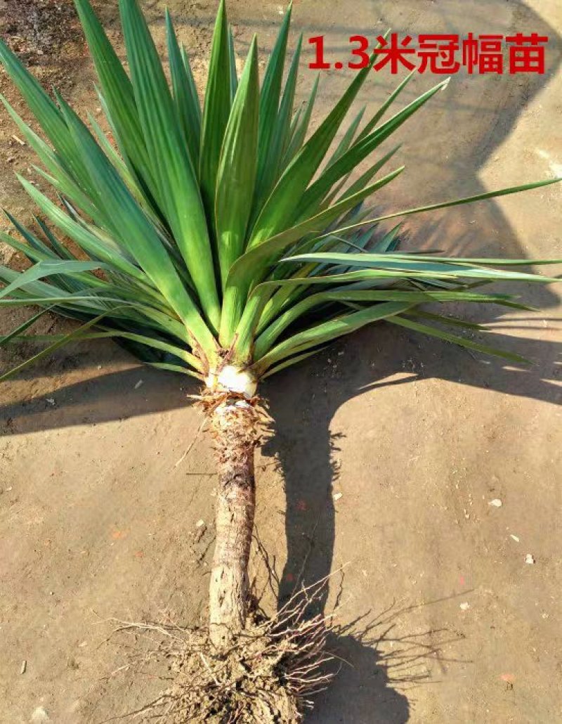 剑麻苗剑麻小苗又名丝兰凤尾兰庭院别墅植物绿化工程苗