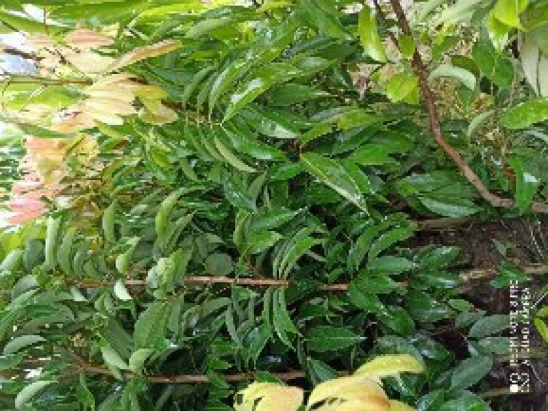 鸡嘴荔枝树苗嫁接苗包正宗广西苗圃发货