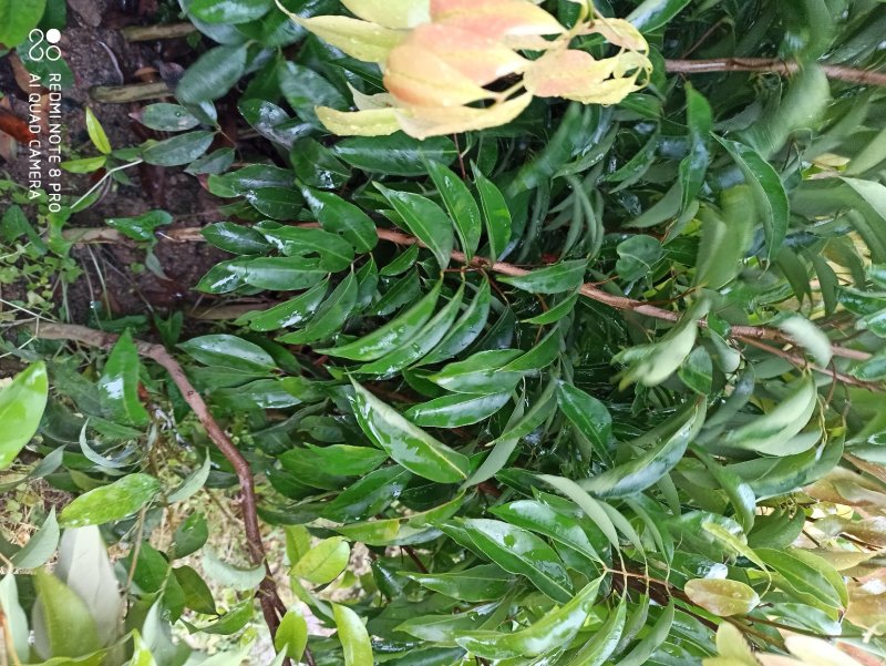 鸡嘴荔枝树苗嫁接苗包正宗广西苗圃发货