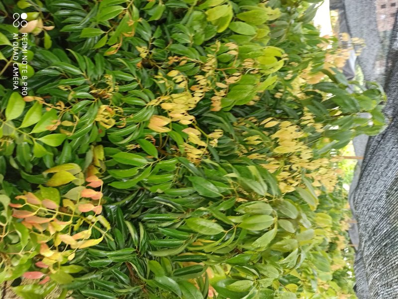 鸡嘴荔枝树苗嫁接苗包正宗广西苗圃发货