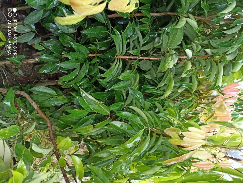 鸡嘴荔枝树苗嫁接苗包正宗广西苗圃发货