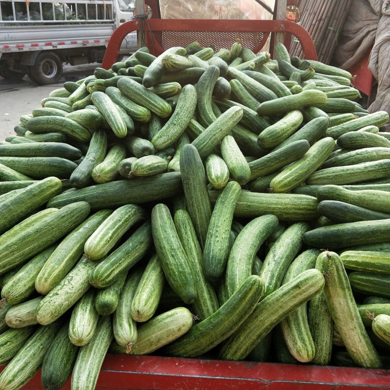 燕白黄瓜开售干花带刺潼南基地直供