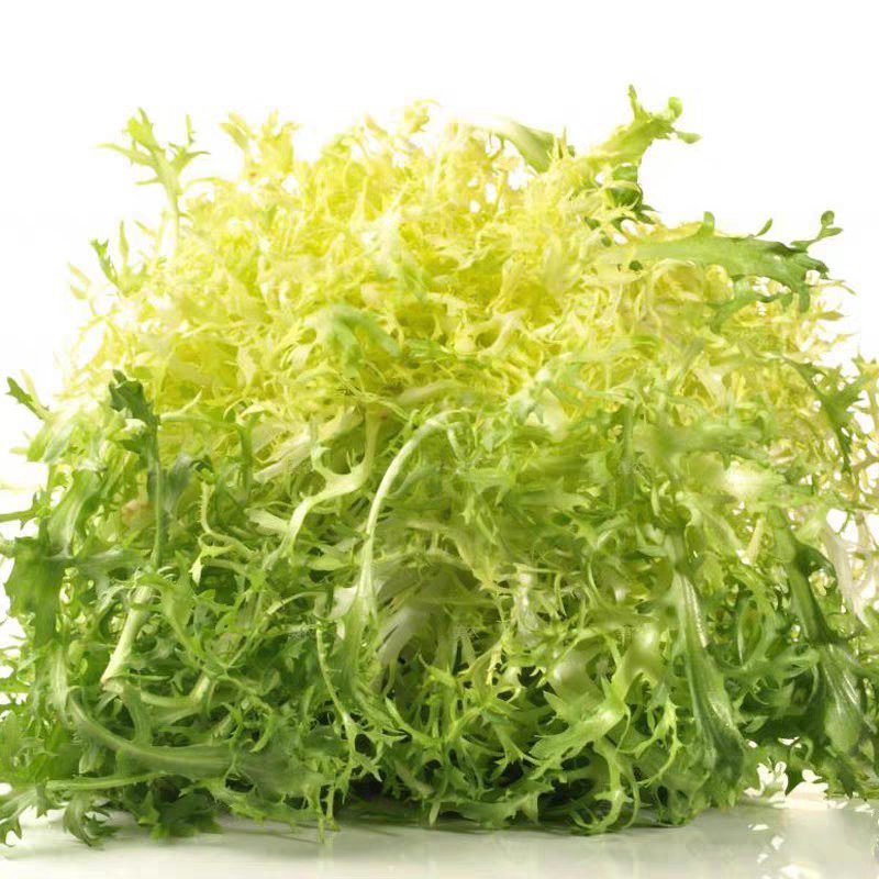 蔬菜种子苦苣种子阳台庭院盆栽水果蔬果籽碎叶菊苣苦苣