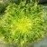蔬菜种子苦苣种子阳台庭院盆栽水果蔬果籽碎叶菊苣苦苣