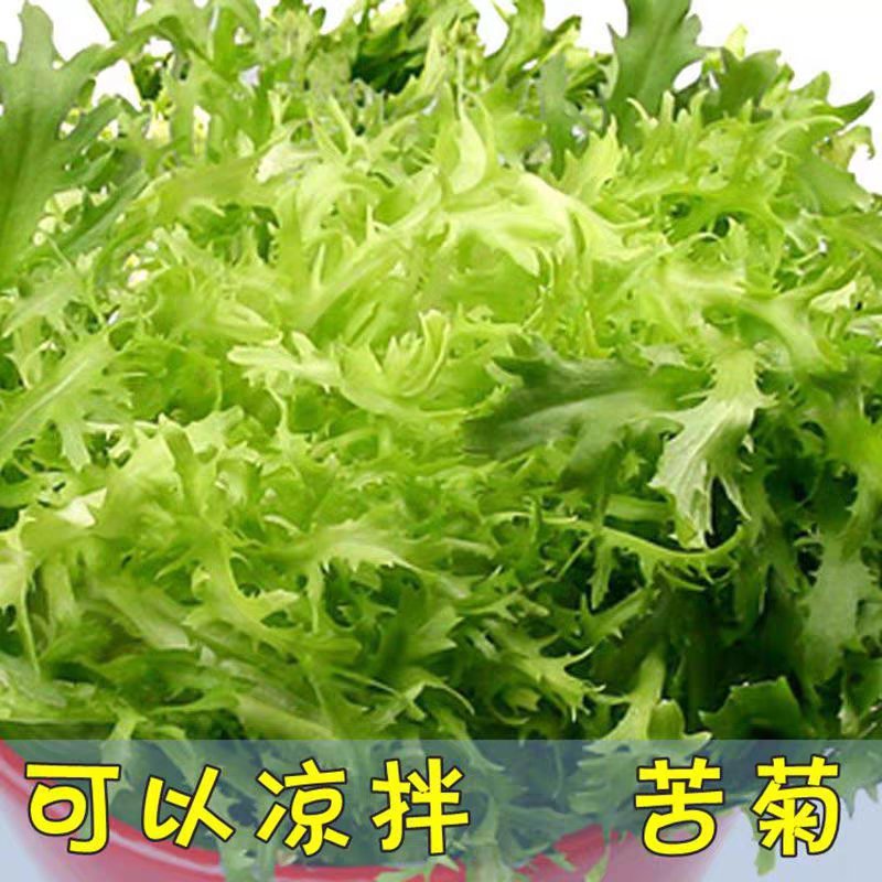 蔬菜种子苦苣种子阳台庭院盆栽水果蔬果籽碎叶菊苣苦苣