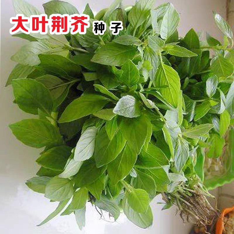 大叶荆芥种子阳台种菜籽盆栽香草四季播河南荆芥种籽农家蔬菜