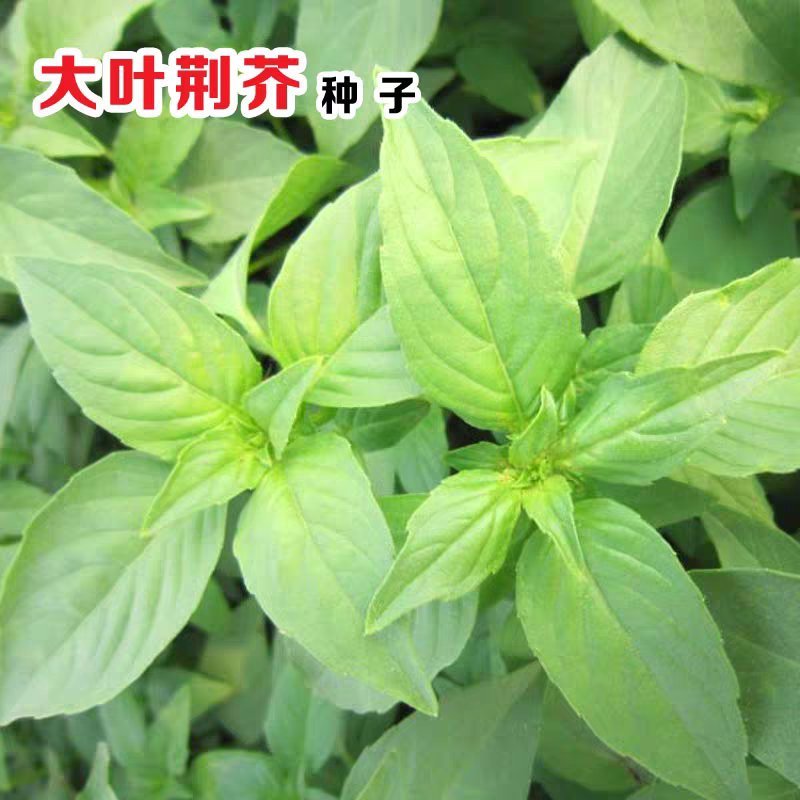 大叶荆芥种子阳台种菜籽盆栽香草四季播河南荆芥种籽农家蔬菜
