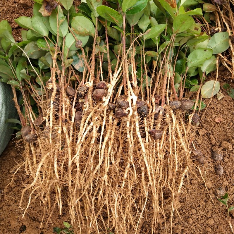 广西油茶苗大量油茶芽苗上市现货供应500万株可以对公