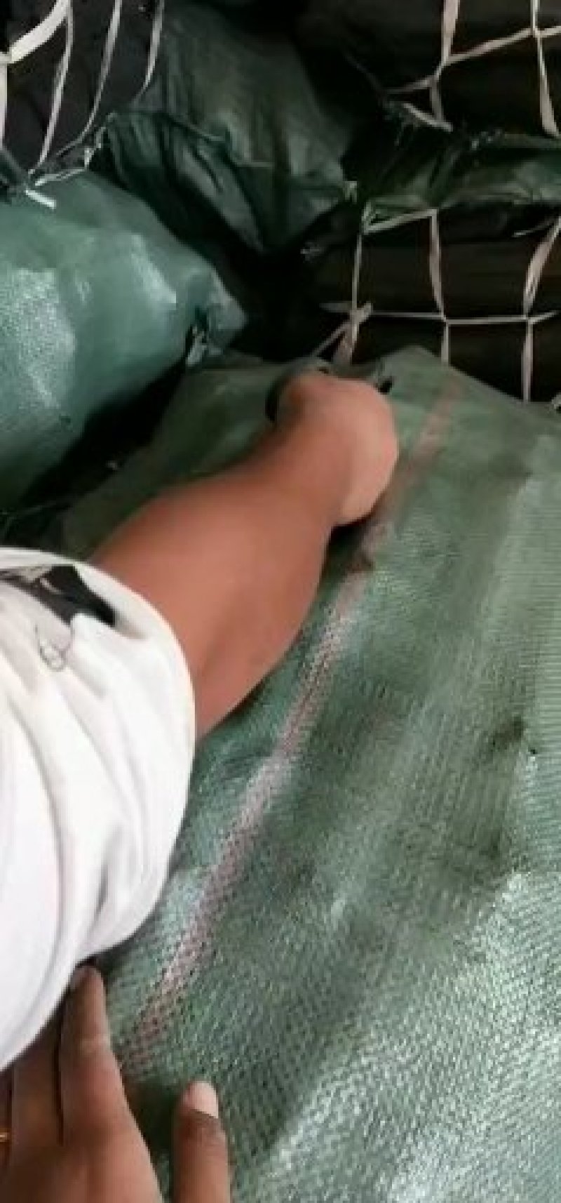 进口木炭