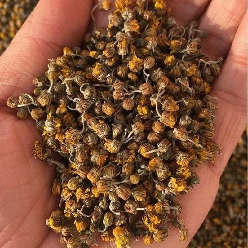 菊花茶野生胎菊花米菊花茶颗粒