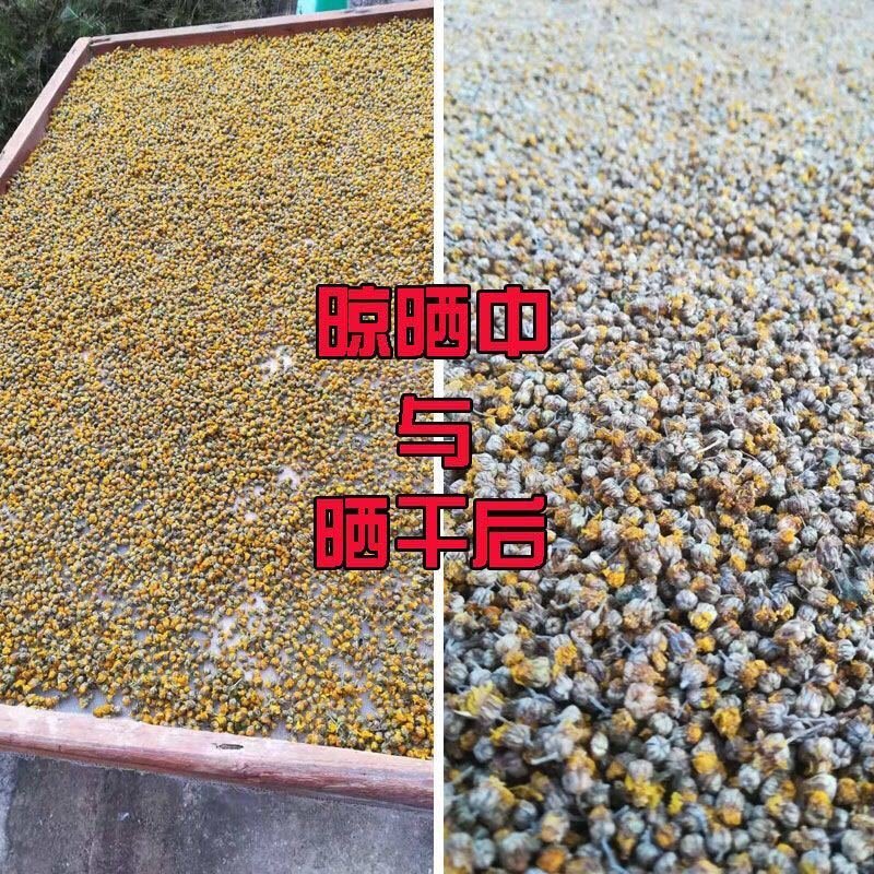 菊花茶野生胎菊花米菊花茶颗粒