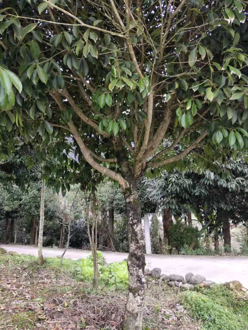 。