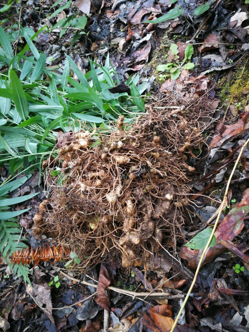 多花不倒苗黄精苗（湖北恩施野生）