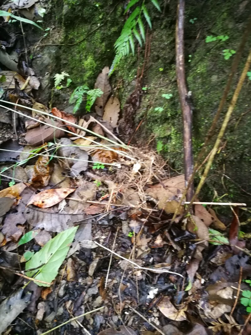 多花不倒苗黄精苗（湖北恩施野生）