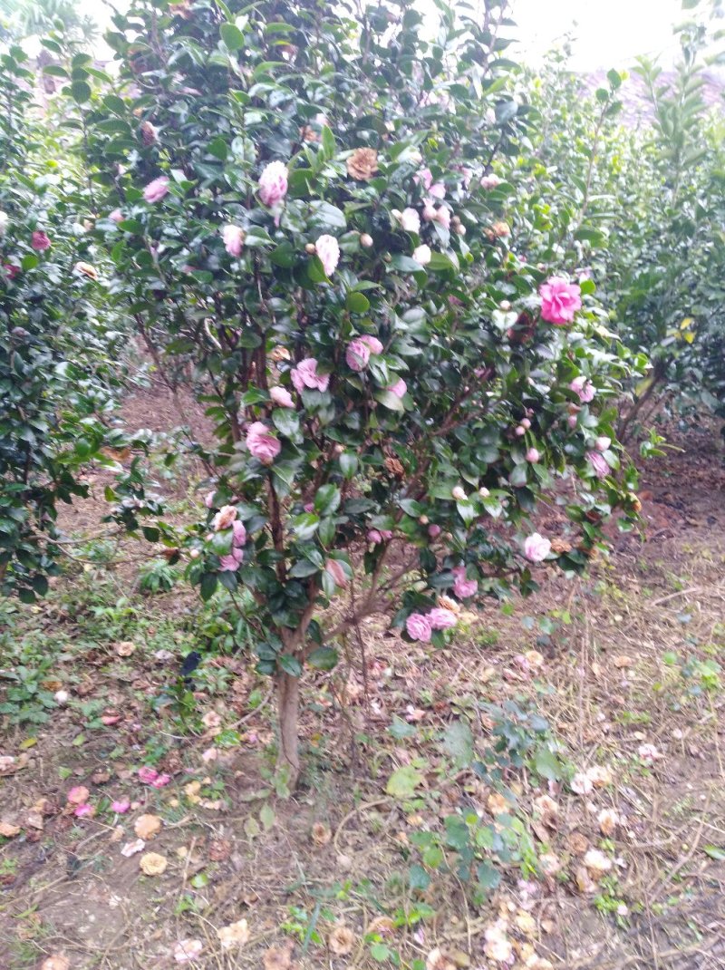 五彩茶花(十八学士)