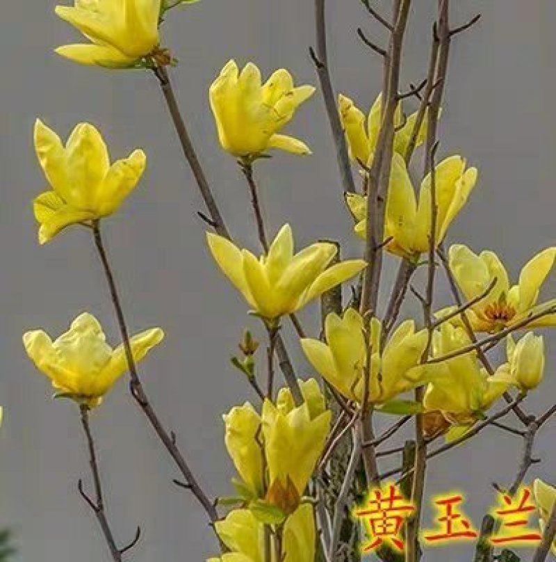 紫玉兰树苗娇红-号玉兰苗白玉兰苗黄玉兰广玉苗