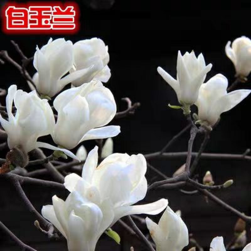 紫玉兰树苗娇红-号玉兰苗白玉兰苗黄玉兰广玉苗