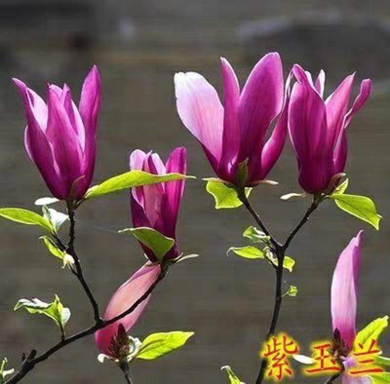 紫玉兰树苗娇红-号玉兰苗白玉兰苗黄玉兰广玉苗